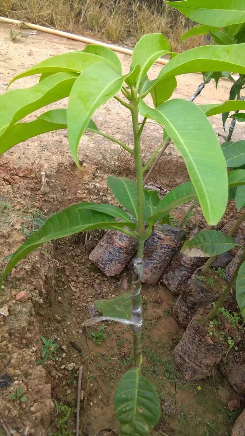 海南热带芒果苗台农金皇芒果直生