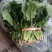 河南焦作精品大叶菠菜，25到30公分，大棚，陆地都有货