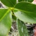 大叶金钻红钻四季常青吸甲醛植物大型绿植盆栽室内高档盆