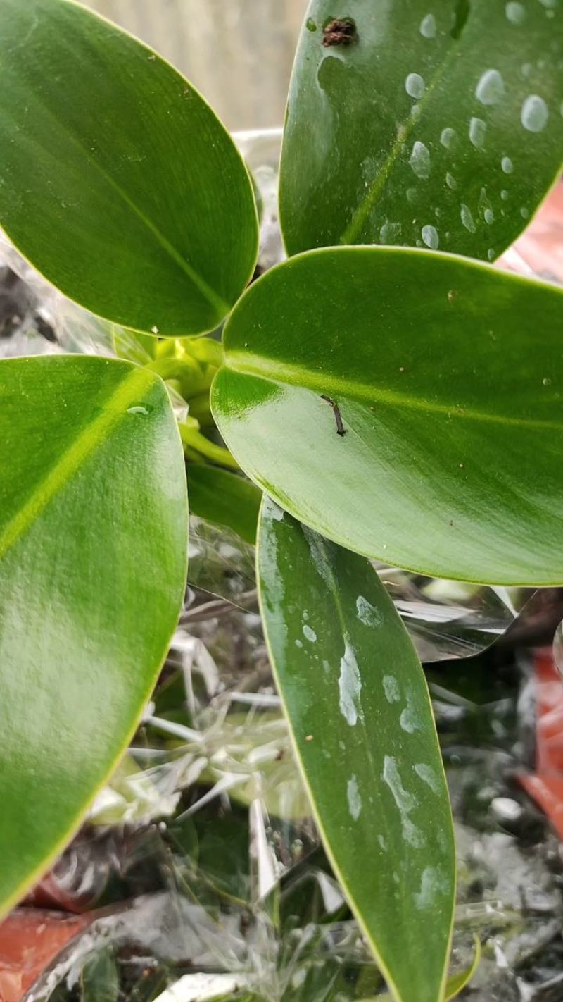 大叶金钻红钻四季常青吸甲醛植物大型绿植盆栽室内高档盆