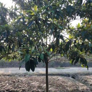 枇杷树苗圃常年供应地径2-12公分枇杷树，量大从优。