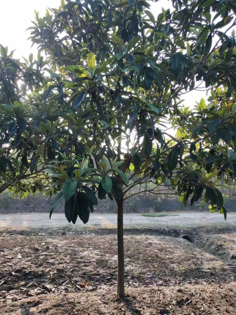 枇杷树苗圃常年供应地径2-12公分枇杷树，量大从优。