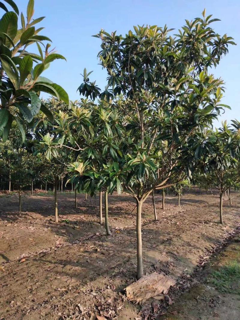 枇杷树苗圃常年供应地径2-12公分枇杷树，量大从优。