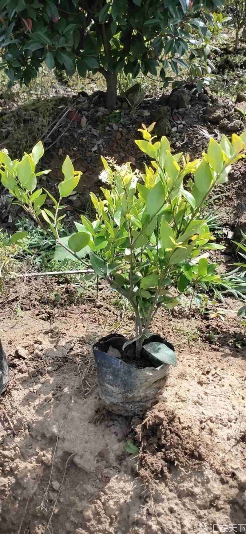 金森女贞大杯苗大量出售，质量优价格实惠。