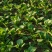 湖北基地上海青矮颗小油菜小青菜小白菜每天70万斤现货.