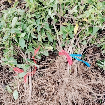 金银花苗/规格齐全/视频看货/诚信经营，欢迎老板来订购