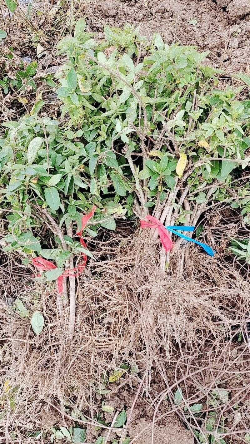 金银花苗/规格齐全/视频看货/诚信经营，欢迎老板来订购
