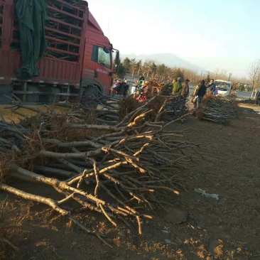 【栽桃树发大财】桃树苗占地桃树结果的桃树大桃树桃树品种