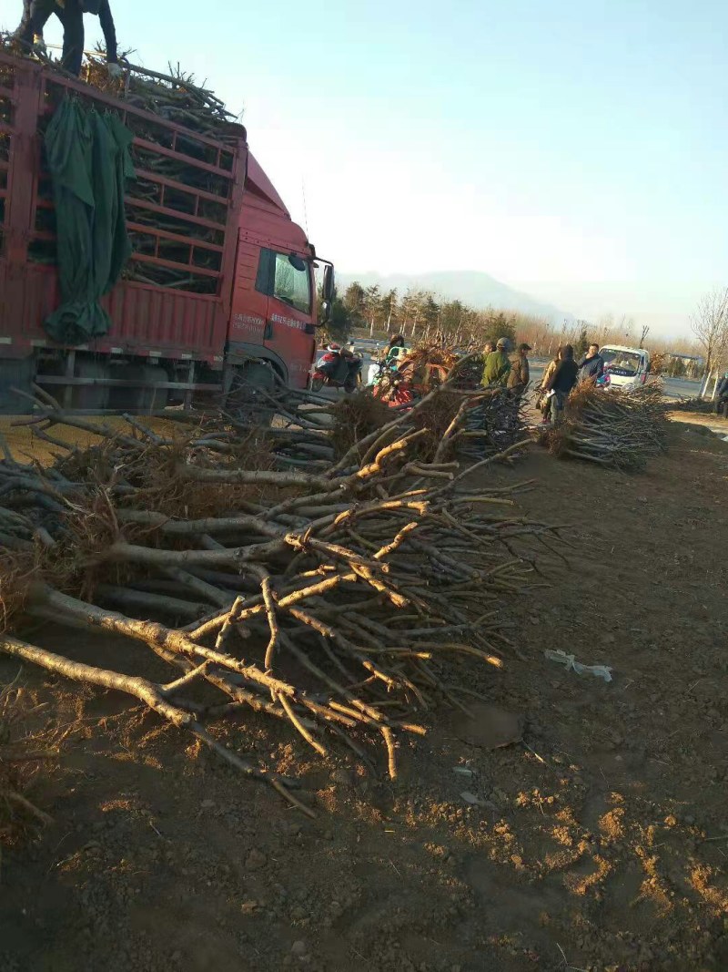 【栽桃树发大财】桃树苗占地桃树结果的桃树大桃树桃树品种