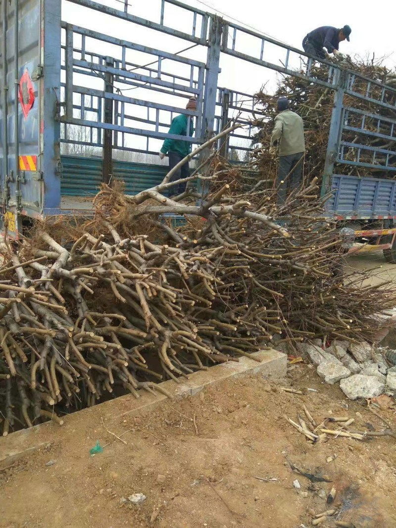 【栽桃树发大财】桃树苗占地桃树结果的桃树大桃树桃树品种