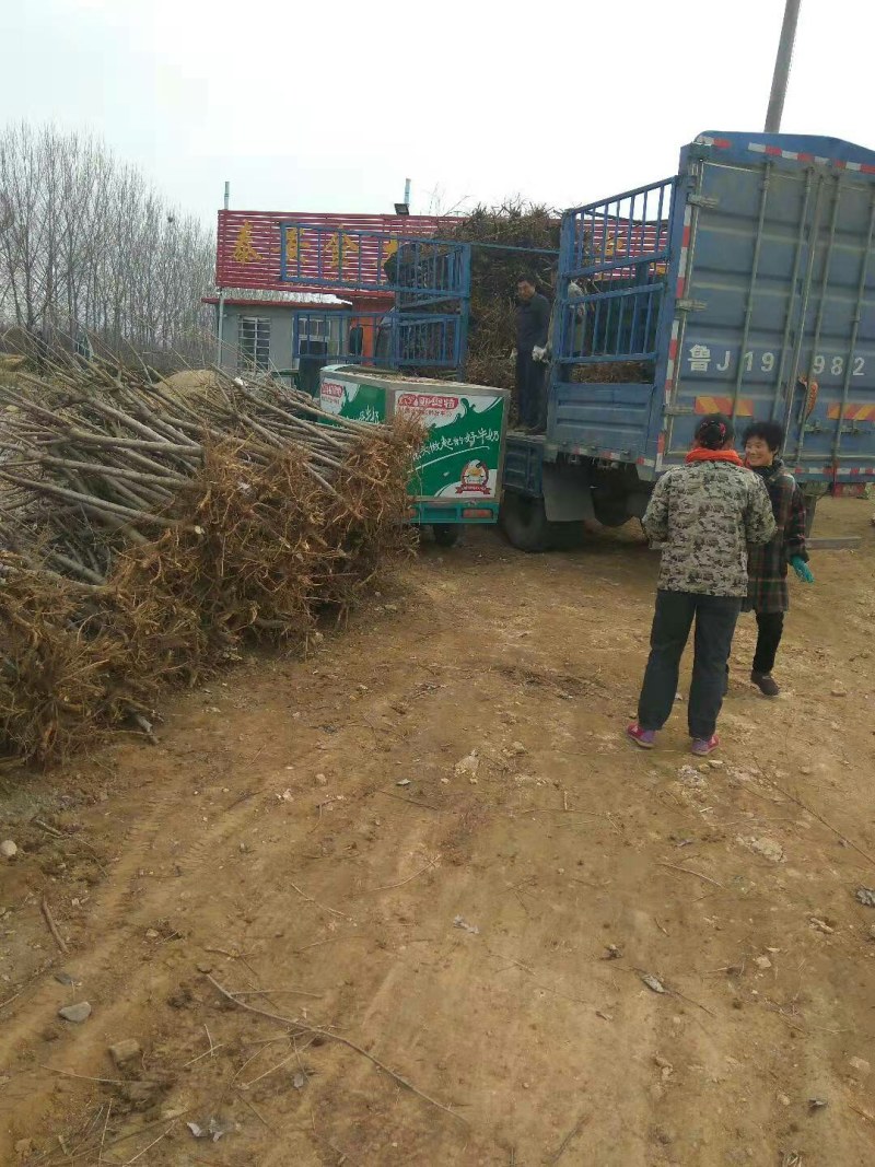 【栽桃树发大财】桃树苗占地桃树结果的桃树大桃树桃树品种