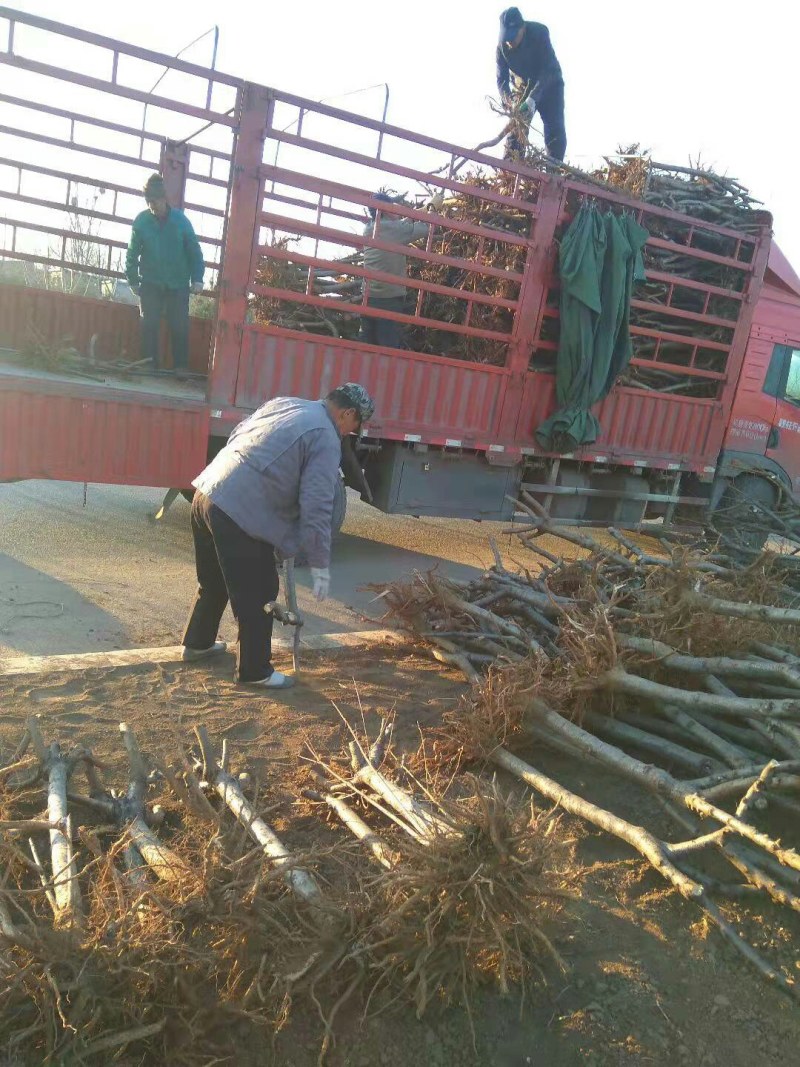【栽桃树发大财】桃树苗占地桃树结果的桃树大桃树桃树品种