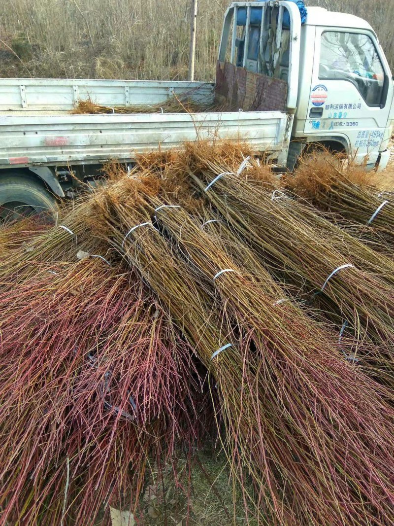 【栽桃树发大财】桃树苗占地桃树结果的桃树大桃树桃树品种