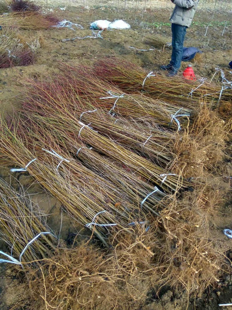 【栽桃树发大财】桃树苗占地桃树结果的桃树大桃树桃树品种
