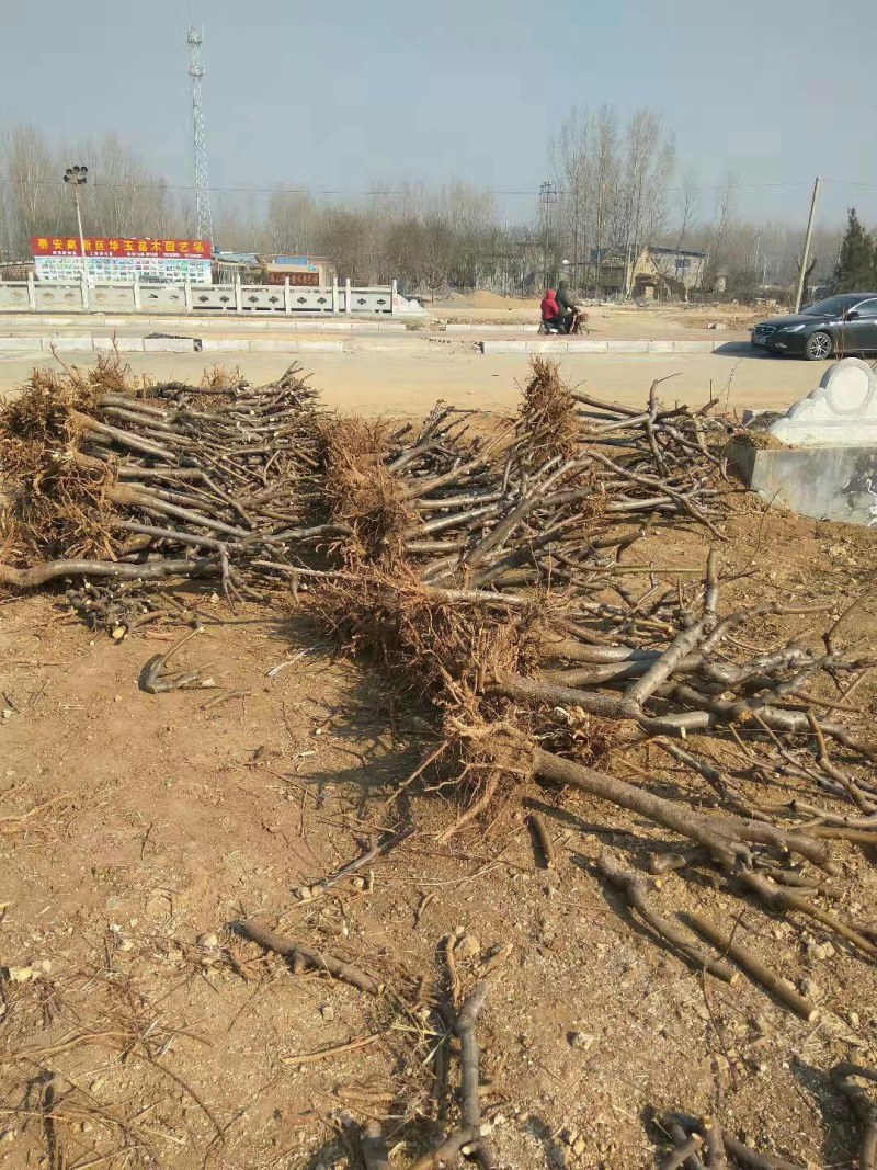 【栽桃树发大财】桃树苗占地桃树结果的桃树大桃树桃树品种
