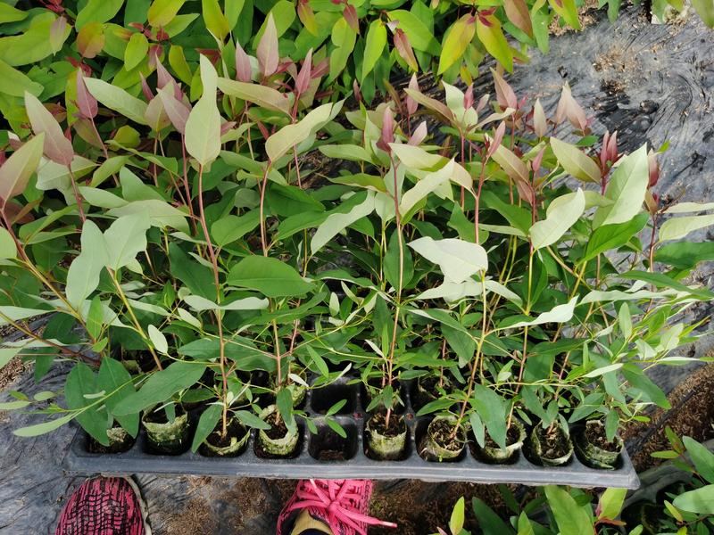 桉树苗——29品种上市
