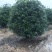 丛生桂花树金桂移栽假植容器苗高度2.8-3米宽度2.5米