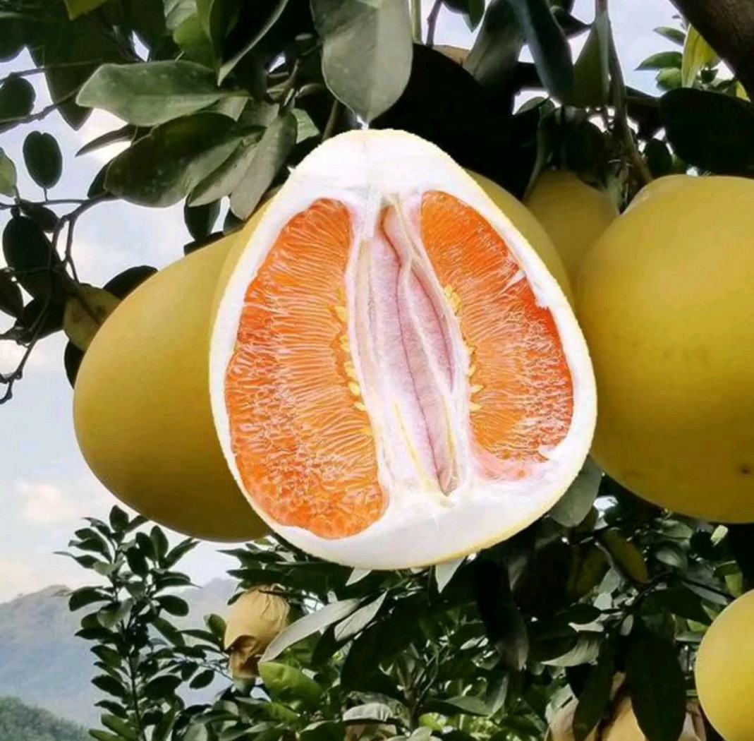 柚子成熟季节图示