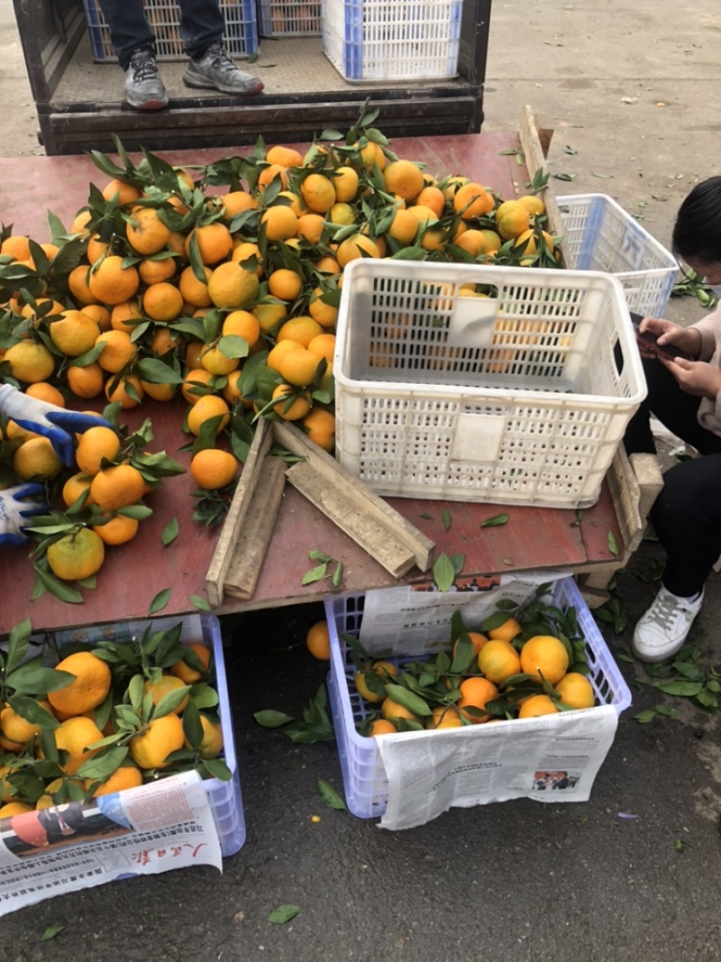 丹江口蜜桔细皮口感不错