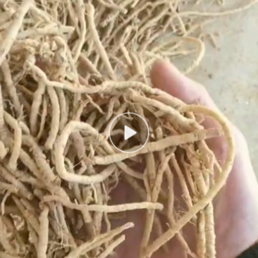 远志手工抽芯、无硫熏蒸、远志大小筒