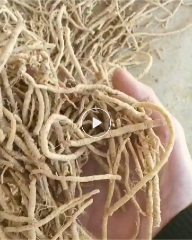 远志手工抽芯、无硫熏蒸、远志大小筒