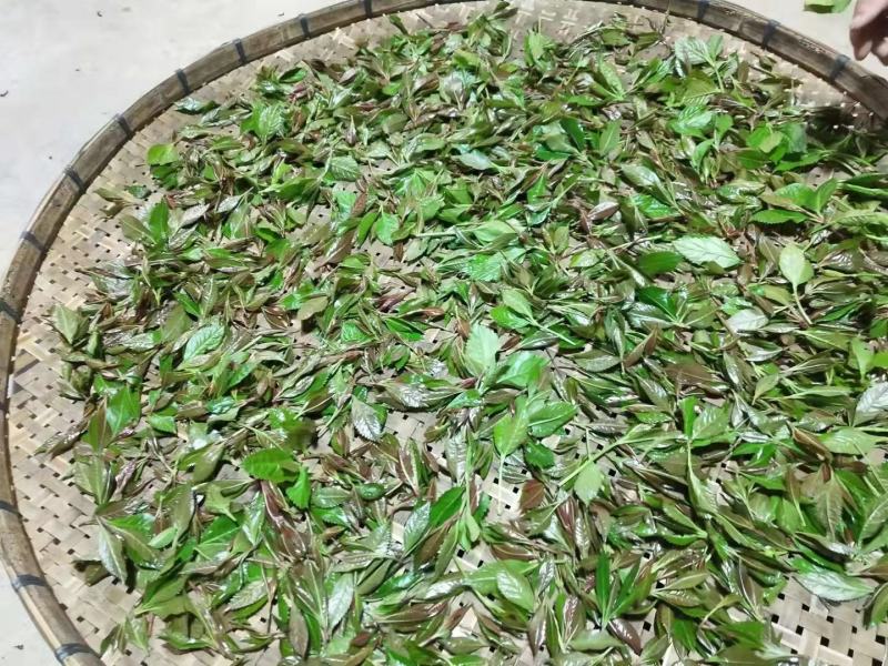 草珊瑚茶，产自金秀大瑶山，一手货源，产地直发，价格实惠