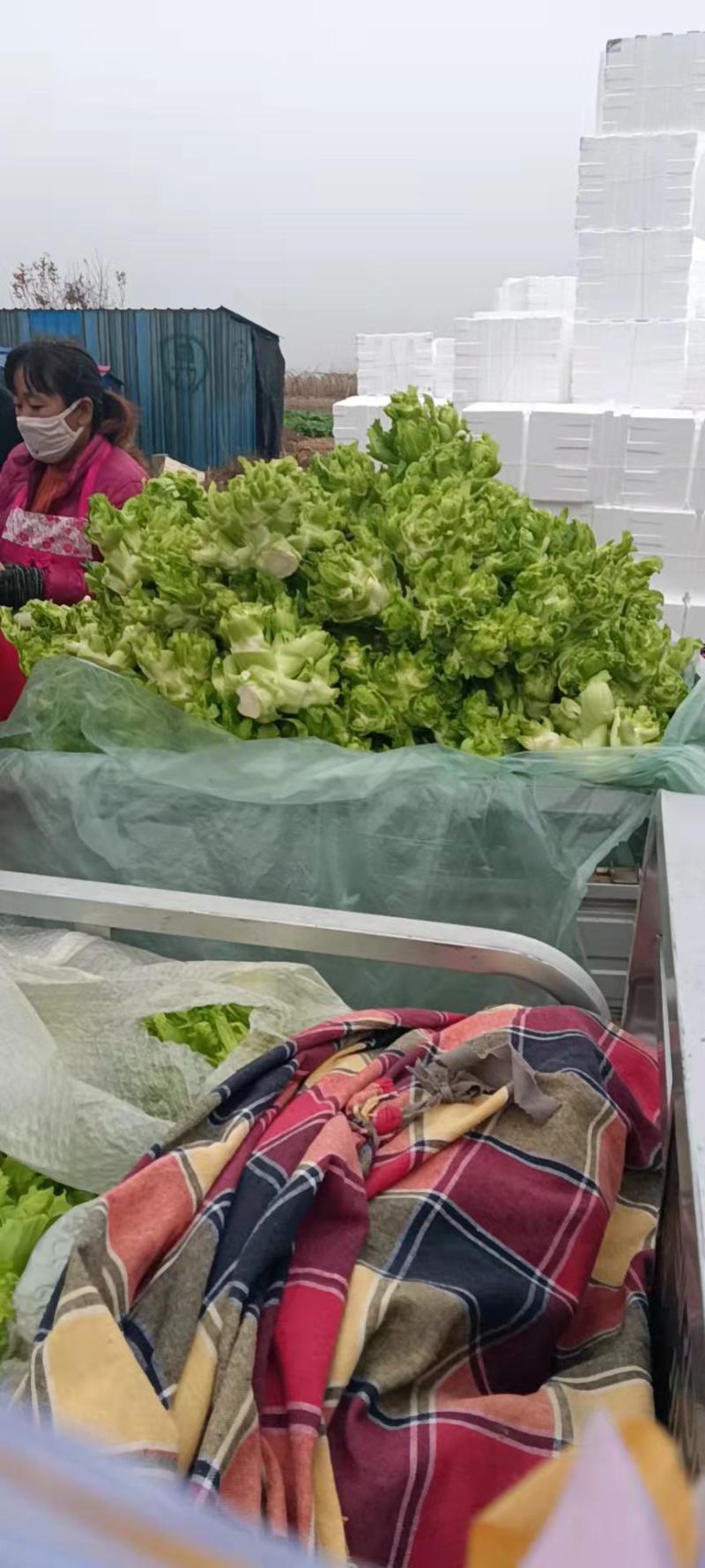 优质砀山儿菜大量上市货源充足诚信合作欢迎采购