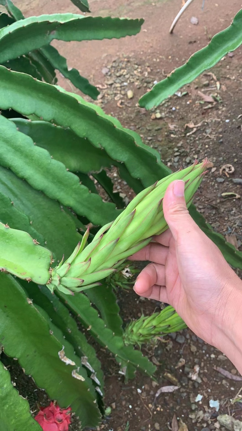 霸王花大量黄龙花，金都花干花产地直发质量保障