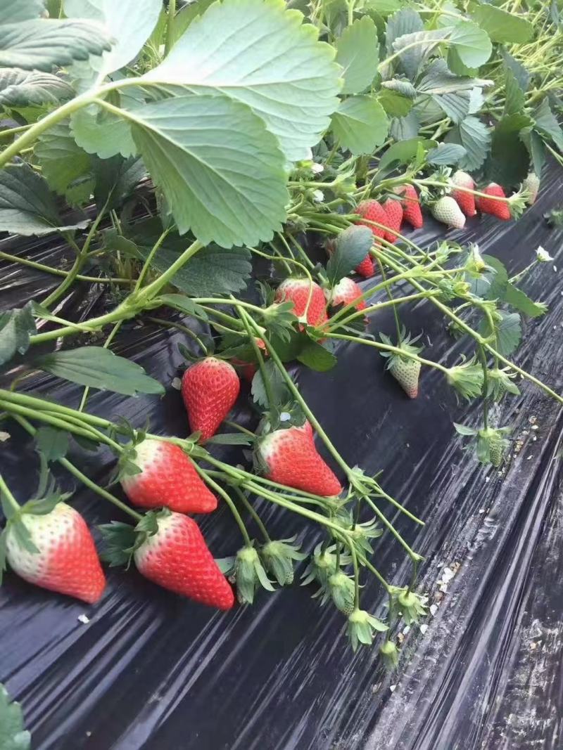 草莓甜宝【平度甜宝草莓种植基地】专业包装团队，物流配车