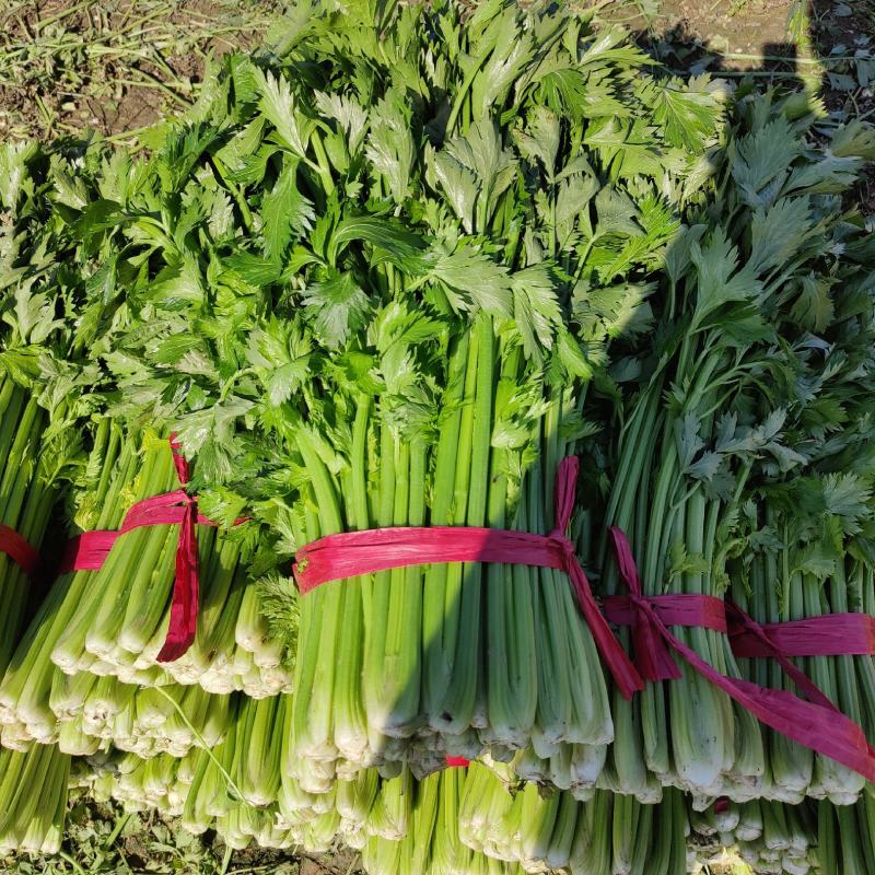 芹菜西芹60cm以上大量现货芹菜量大优惠