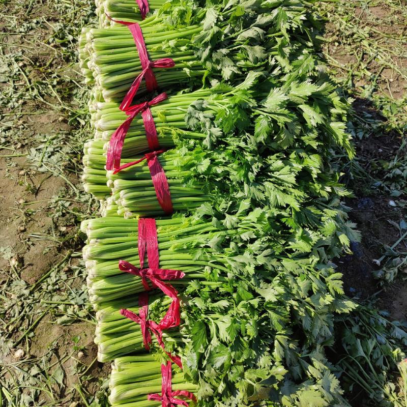 芹菜西芹60cm以上大量现货芹菜量大优惠