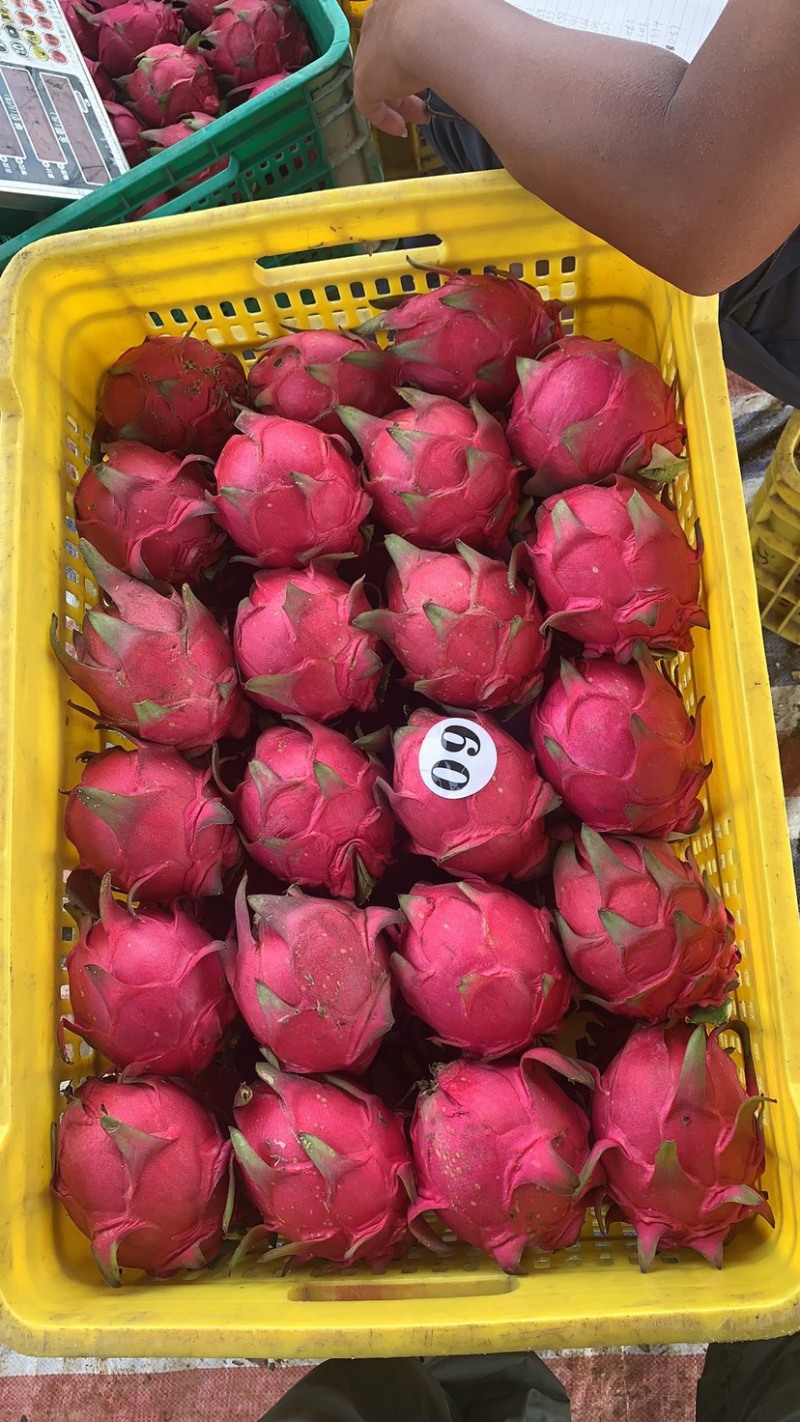 火龙果，有大量工厂货产地直销视频看货品质保