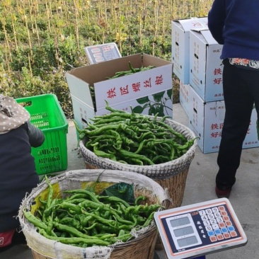 螺丝椒
