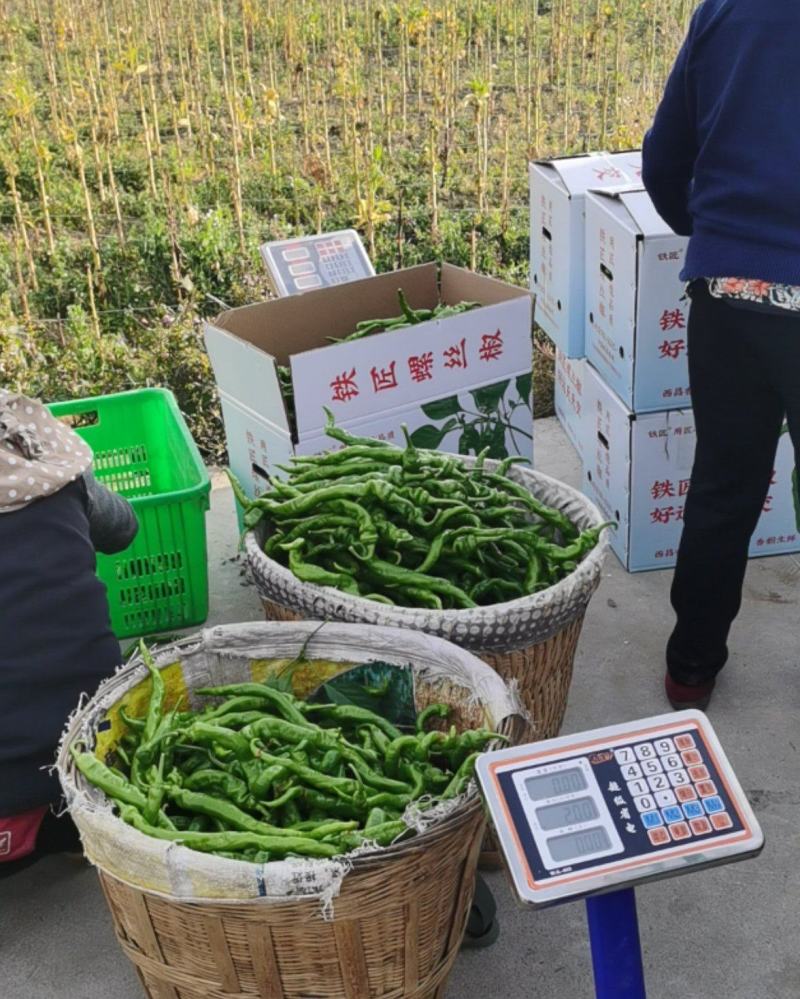 螺丝椒