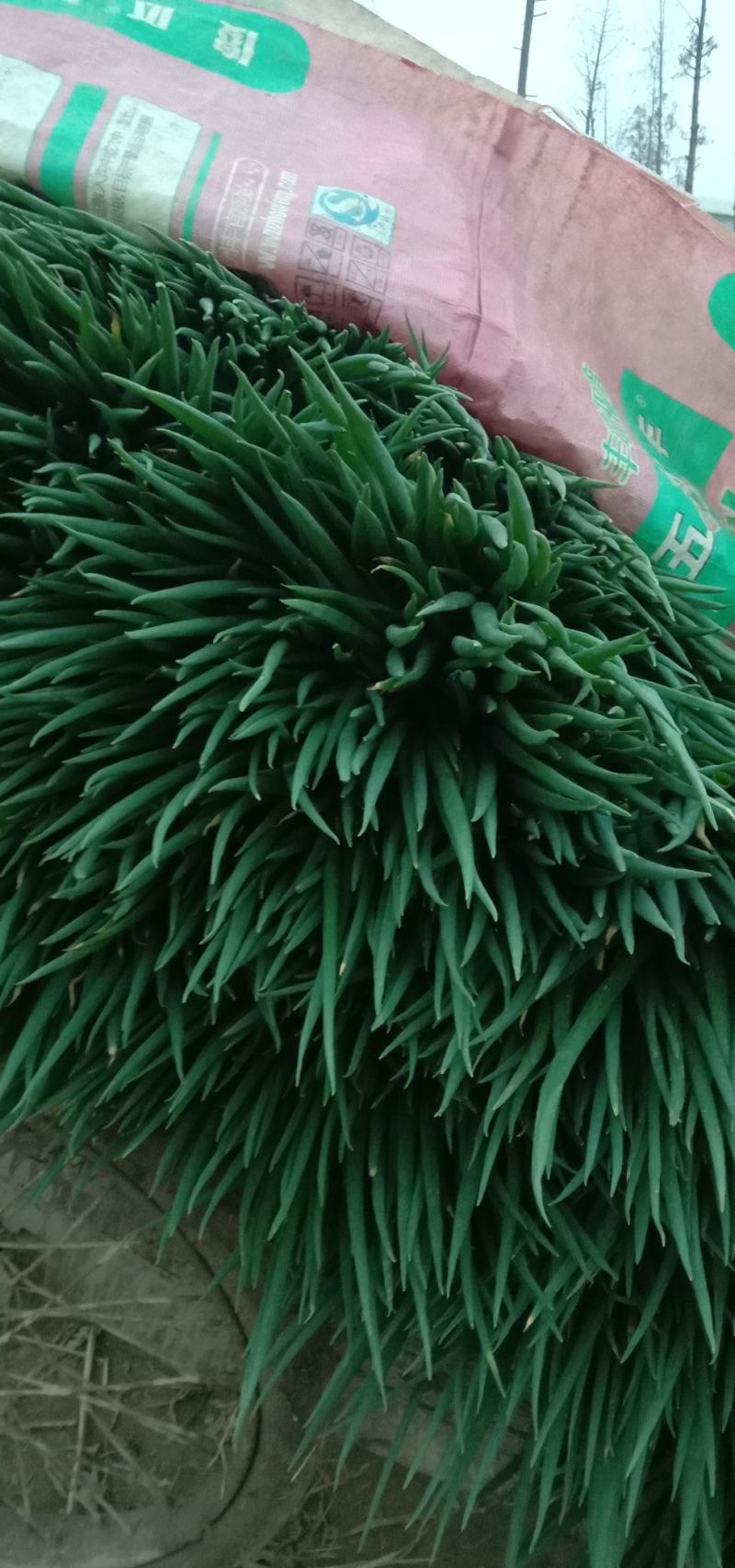 【推】阜南分葱精品分葱大葱质量保证量大从优全国发货