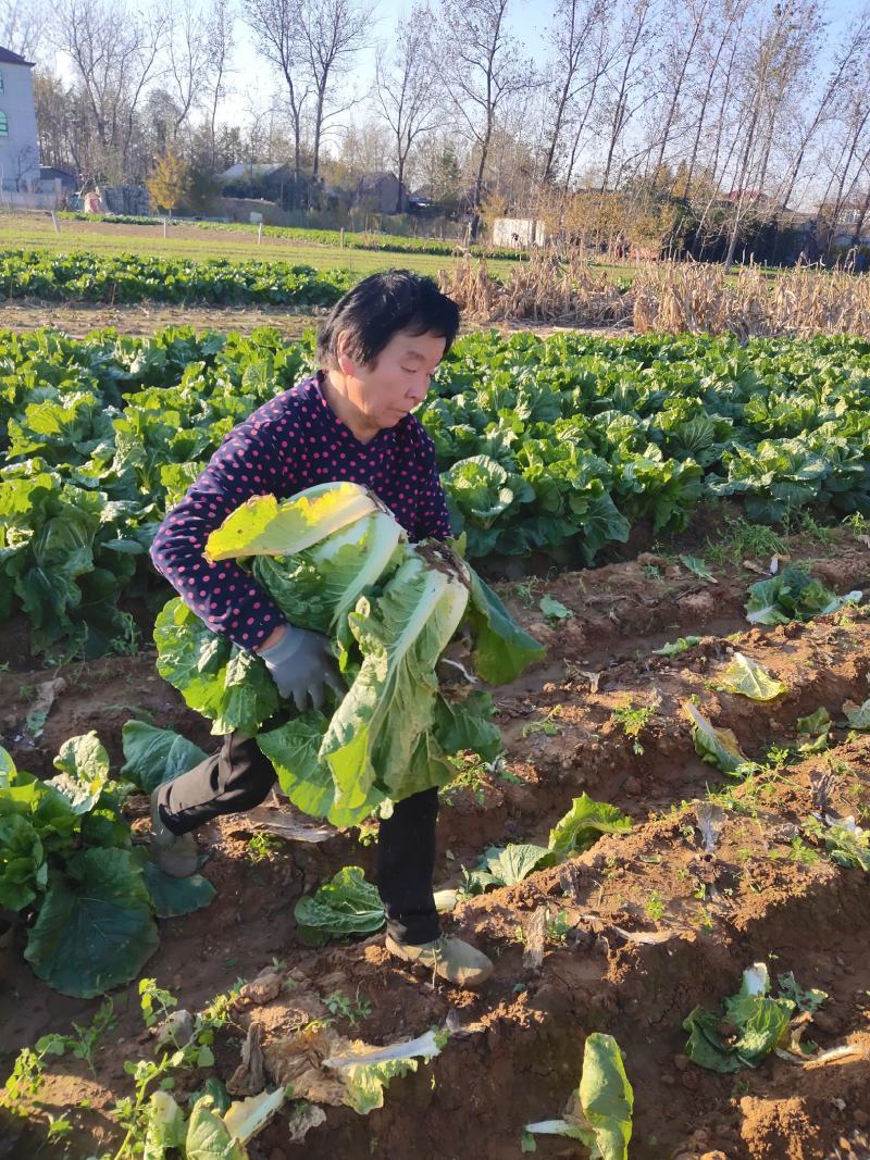 精品黄心大白菜。个头大，包芯实。需要联系。质量保证
