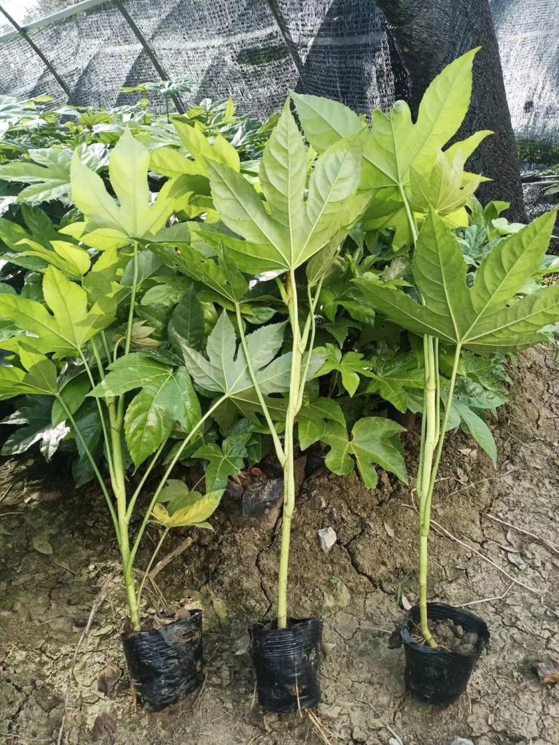 八角金盘30公分40公分八角金盘杯苗观叶植物