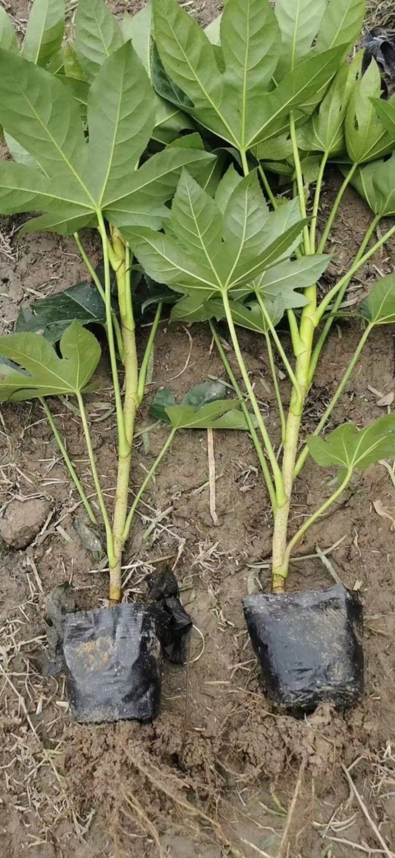 八角金盘30公分40公分八角金盘杯苗观叶植物
