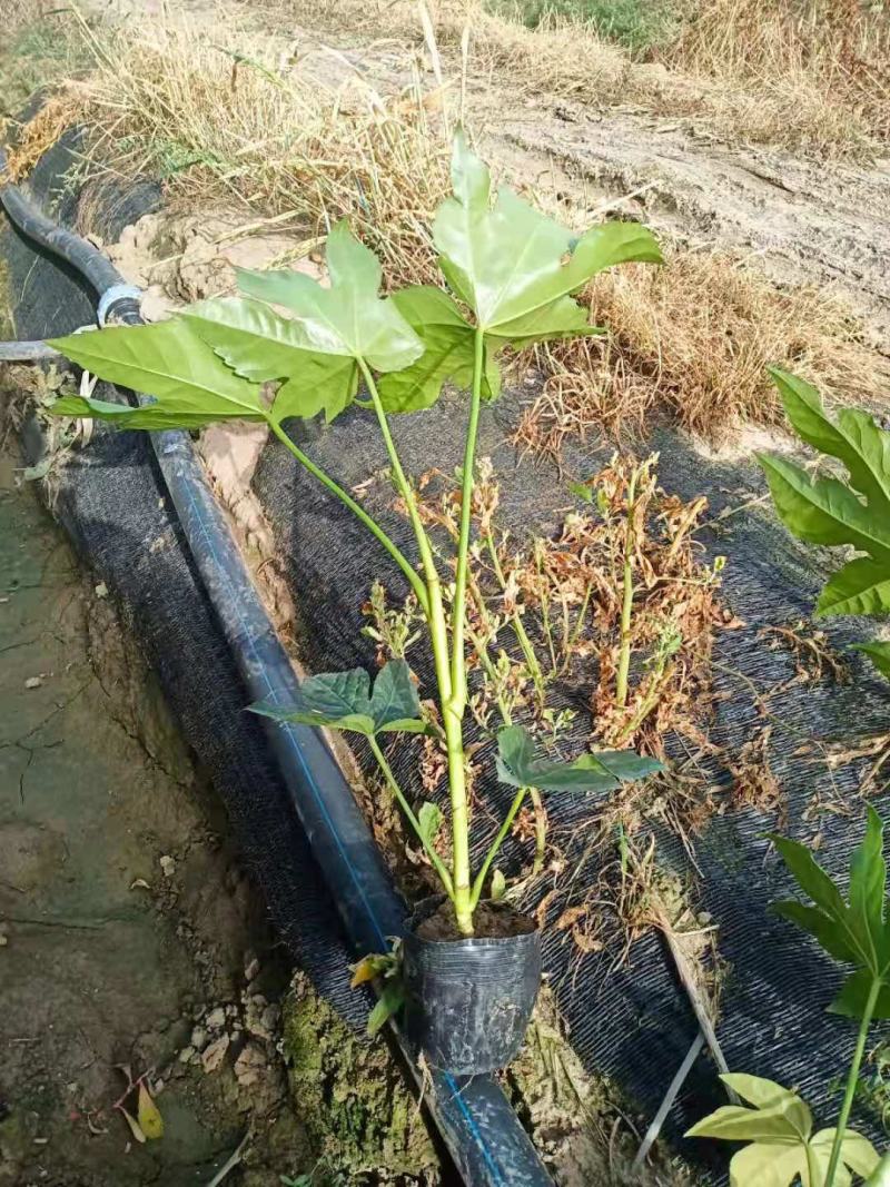 八角金盘30公分40公分八角金盘杯苗观叶植物