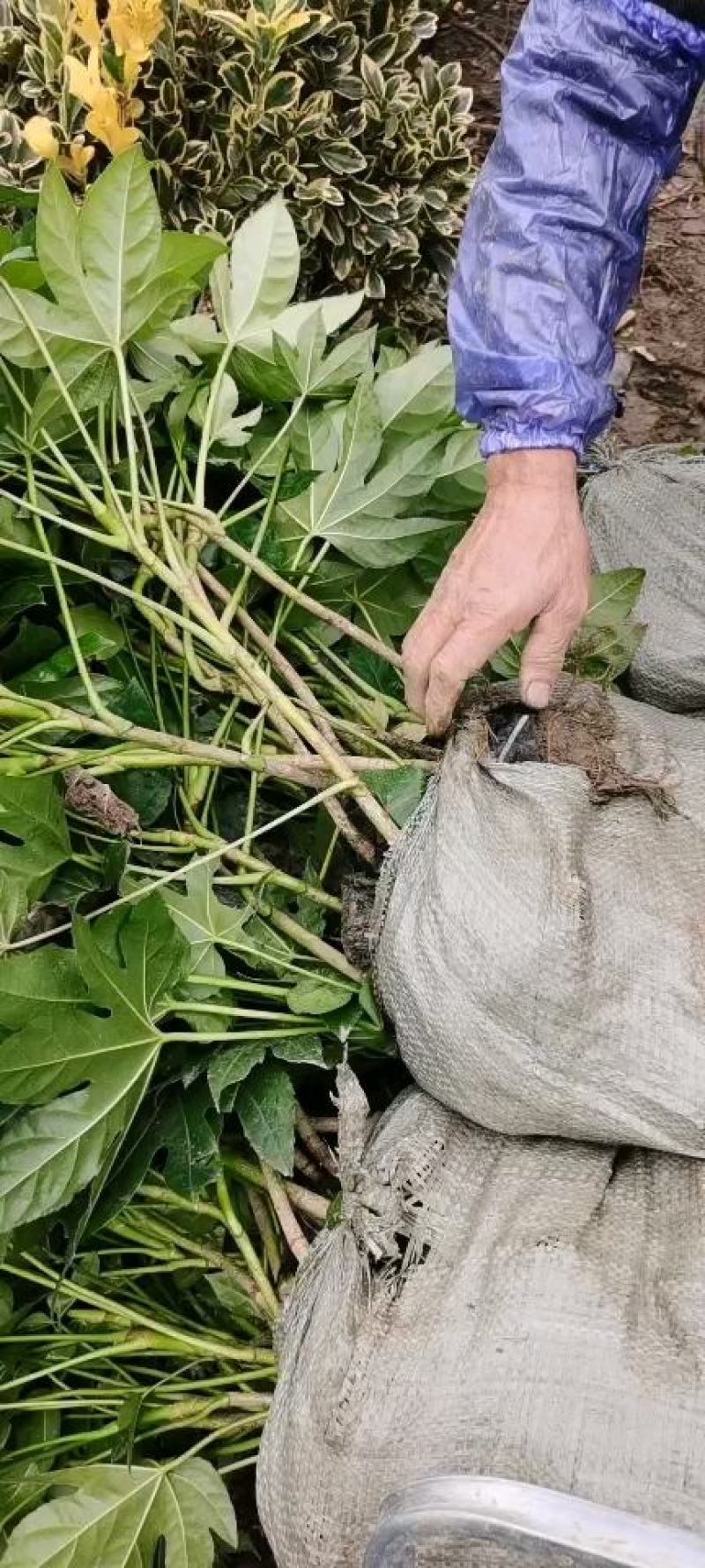 八角金盘30公分40公分八角金盘杯苗观叶植物
