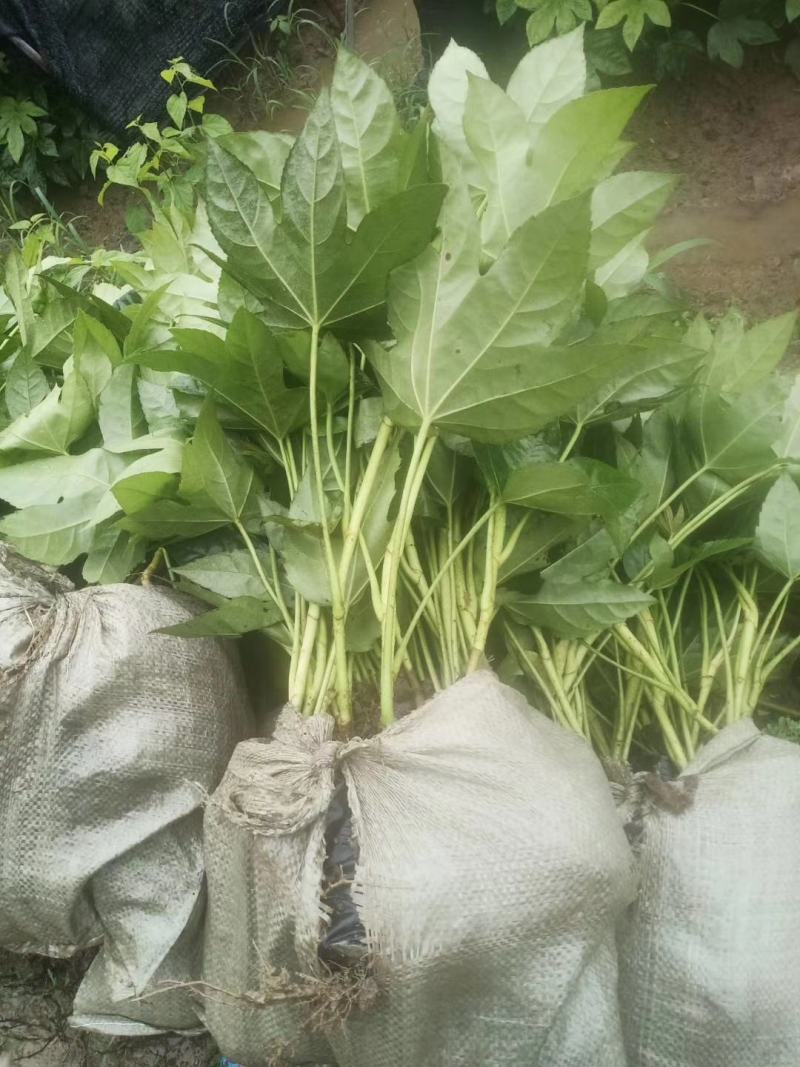 八角金盘30公分40公分八角金盘杯苗观叶植物