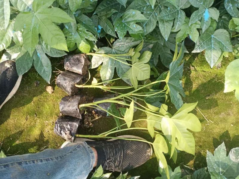 八角金盘30公分40公分八角金盘杯苗观叶植物