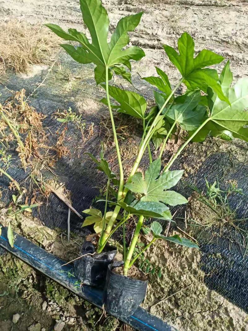 八角金盘30公分40公分八角金盘杯苗观叶植物