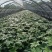 八角金盘30公分40公分八角金盘杯苗观叶植物