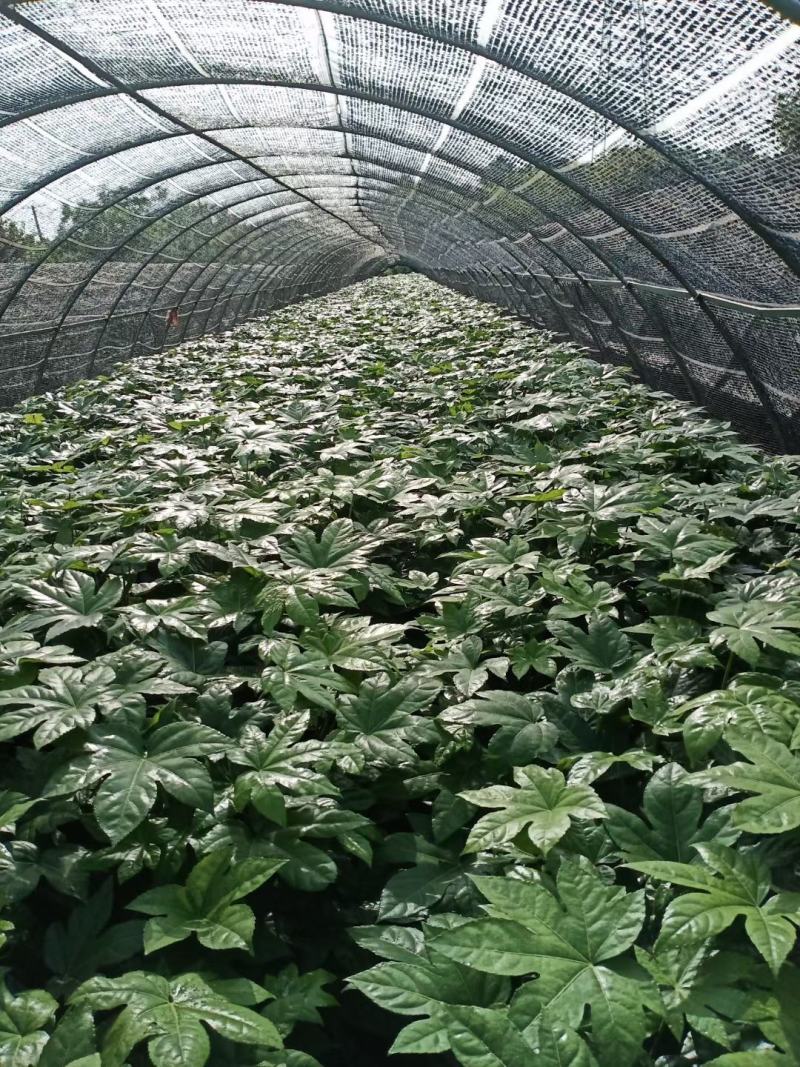 八角金盘30公分40公分八角金盘杯苗观叶植物