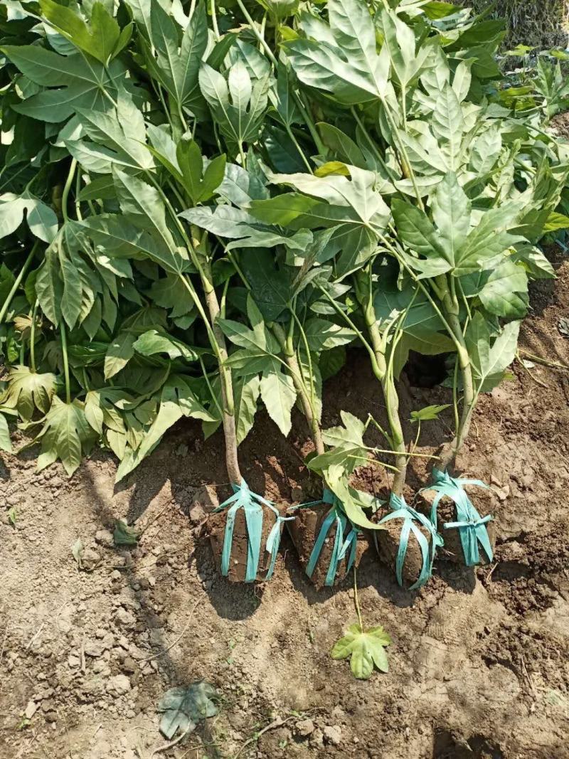 八角金盘30公分40公分八角金盘杯苗观叶植物