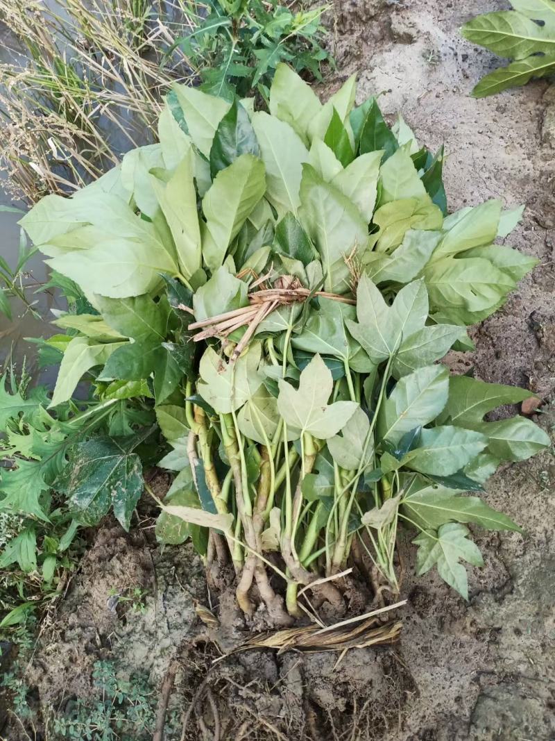 八角金盘30公分40公分八角金盘杯苗观叶植物