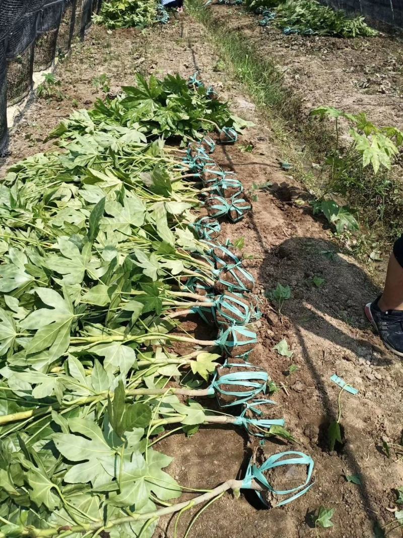 八角金盘30公分40公分八角金盘杯苗观叶植物