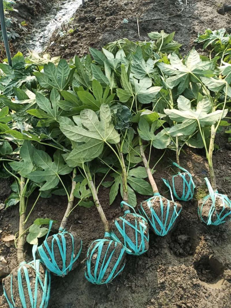 八角金盘30公分40公分八角金盘杯苗观叶植物