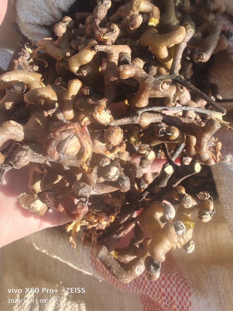 拐枣，新鲜野生拐枣净货，打霜后的拐枣，一手货源